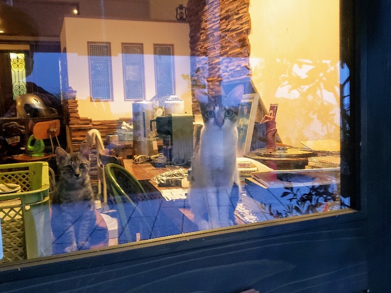 Good Bye 猫に優しいカフェ_c0193077_11313430.jpg