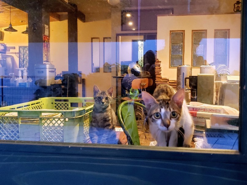 Good Bye 猫に優しいカフェ_c0193077_11313506.jpg