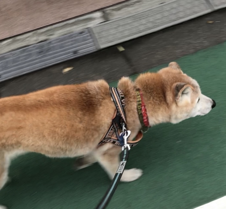 70以上 キャベツ 犬 親の仇