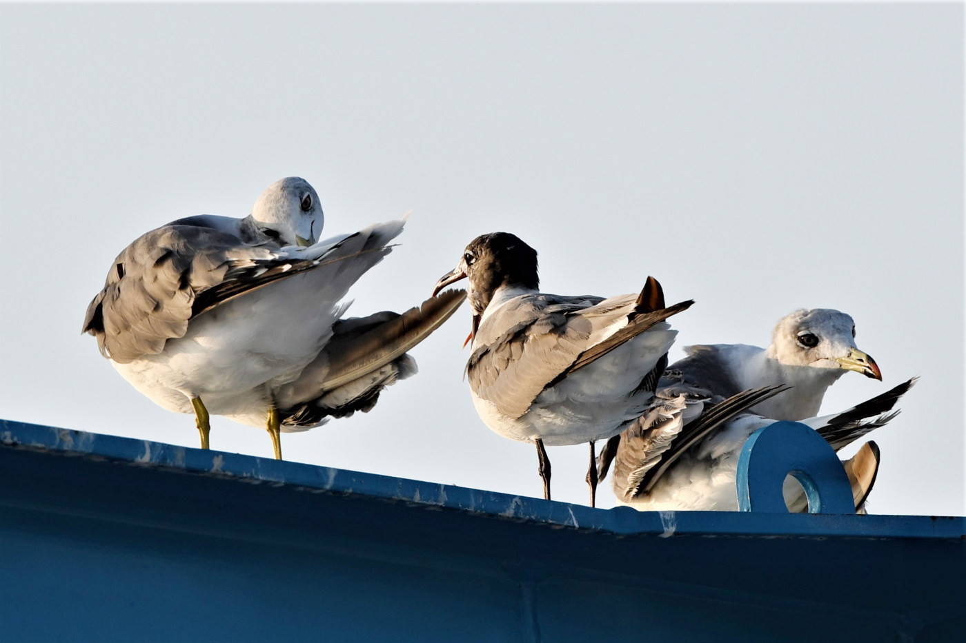 Laughing   Gull 　他_b0367008_18094389.jpg