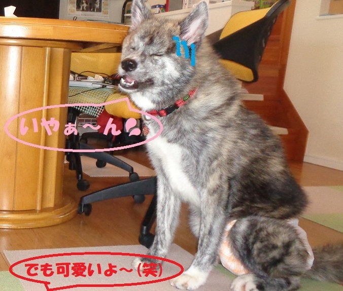 和花ちゃん オスワリ習得 もももの部屋 怖がりで攻撃性の高い秋田犬のタイガ 老犬雑種のベスの共同生活 保護活動の記録です 時々お空のモカも登場