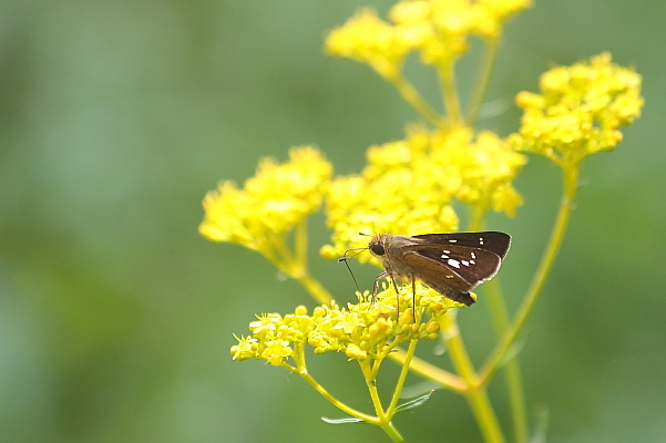 蝶と花シリーズ(その3)…ウラギンヒョウモン、イチモンジチョウ他_e0413627_17345484.jpg