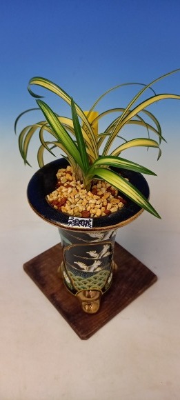 韓国春蘭 金剛宝 : 蘭万園日記