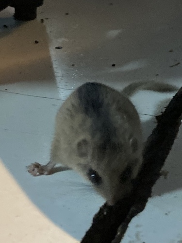 テント泊　予約状況【8月26日現在】_c0369344_18441463.jpeg
