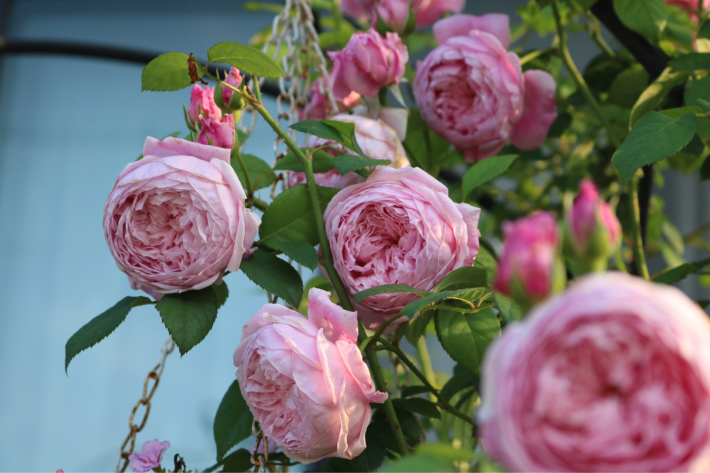 フリーダムの2番花 My Small Garden Sugar Plum