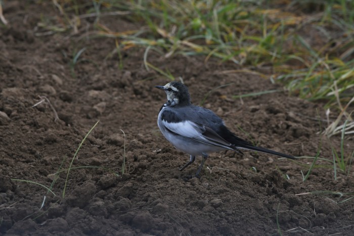 イカル幼鳥/病気を理由にまた?_c0233349_06573720.jpg