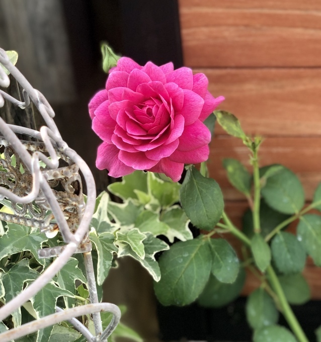 私の優先順位♡と折れたシュート( ；∀；)と薬剤散布♫_a0396654_22422836.jpeg