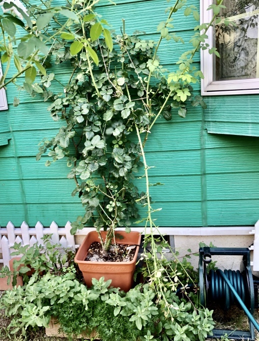 私の優先順位♡と折れたシュート( ；∀；)と薬剤散布♫_a0396654_22425532.jpeg