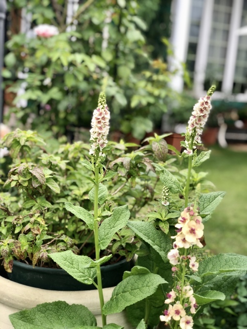 私の優先順位♡と折れたシュート( ；∀；)と薬剤散布♫_a0396654_22430929.jpeg