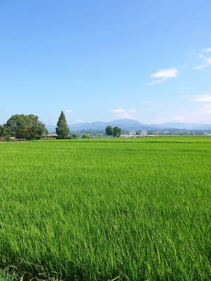 七城米 長尾農園 美しすぎる田んぼ出穂の様子(2020年) _a0254656_18120017.jpg