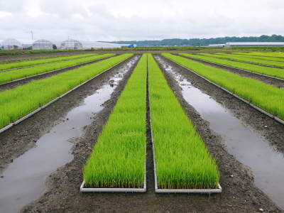七城米 長尾農園 美しすぎる田んぼ出穂の様子(2020年) _a0254656_18355260.jpg