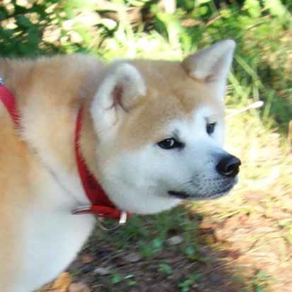 秋田犬の花子ちゃんが行く おサンポ Pho To ほっとカフェ 秋田犬の花子ちゃんが行く おサンポ Pho To ほっとカフェ