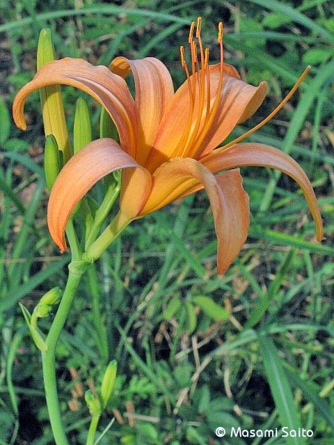 ノカンゾウ 野萓草 草花と自然blog ノカンゾウ 野萓草 草花と自然blog