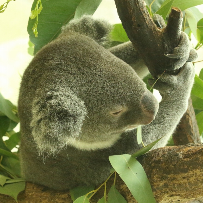 コマチ、キララを迎えた、コアラのニシチ（多摩動物園） : 旅プラスの日記