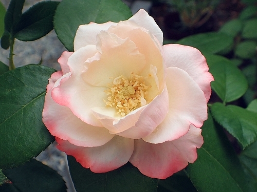 夏のバラ_e0289203_22105058.jpg