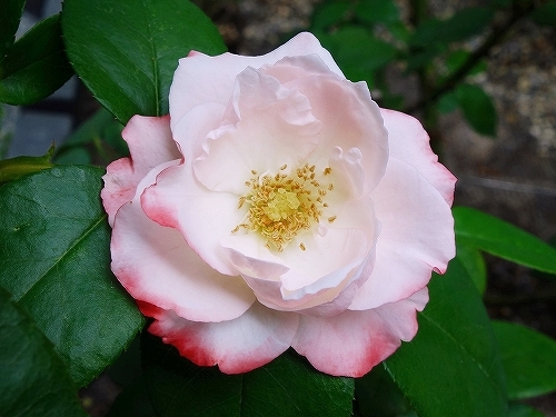 夏のバラ_e0289203_22105356.jpg