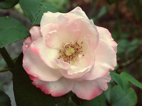 夏のバラ_e0289203_22105612.jpg