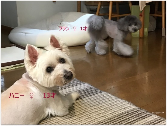 *環境変化・食欲不振、心配したわ~*_d0317115_21341376.jpg