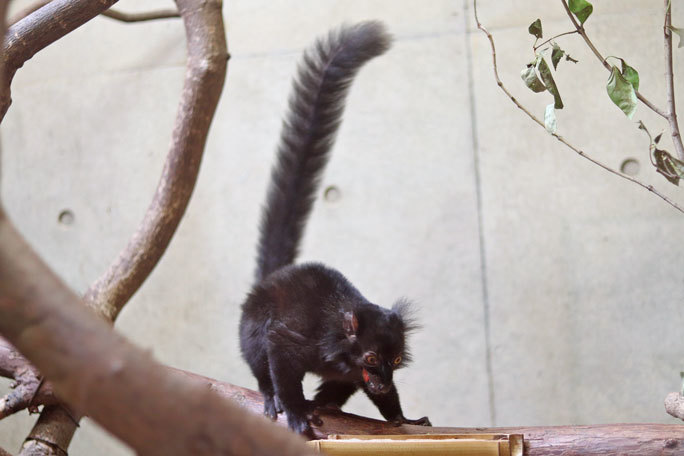 クロキツネザルの赤ちゃん成長記その2 アイアイの森の動物たち 上野動物園 October 19 続々 動物園ありマス
