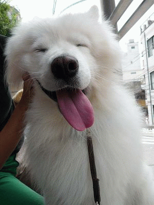 この夏買ってよかったモノ サモエド クローカのお気楽日記
