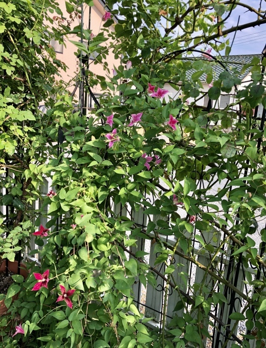 頭の上を通過した黒い物体(*´ω`*)と、咲いてきたクレマチス達♡_a0396654_21091669.jpeg