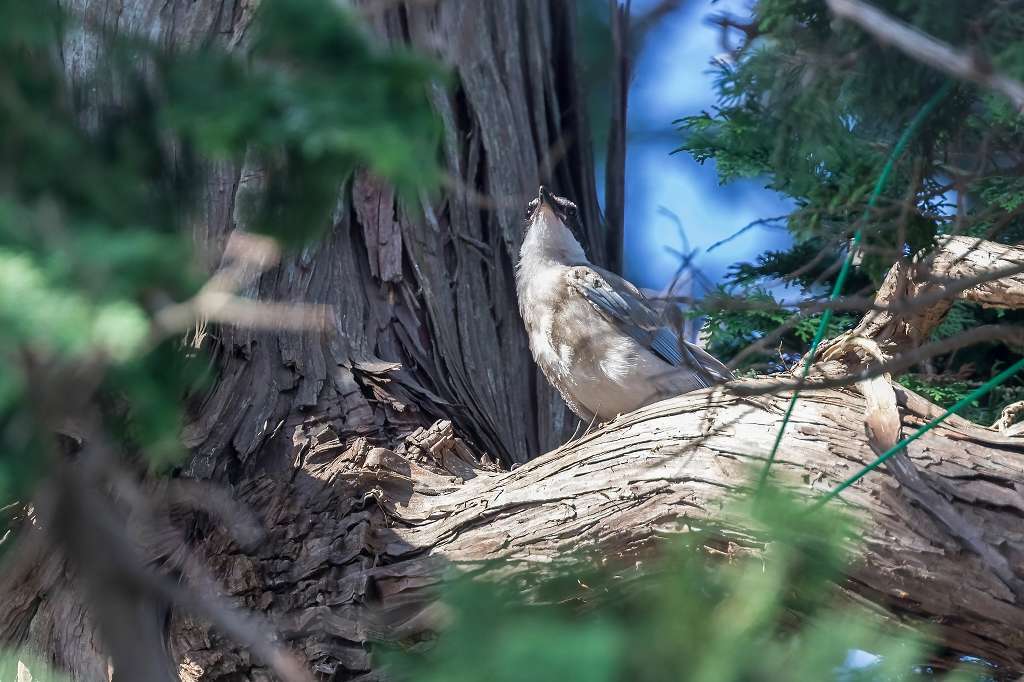 オナガの幼鳥_f0044056_10341811.jpg