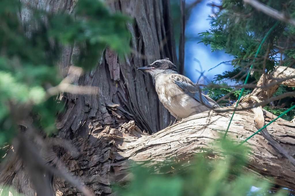 オナガの幼鳥_f0044056_10344148.jpg