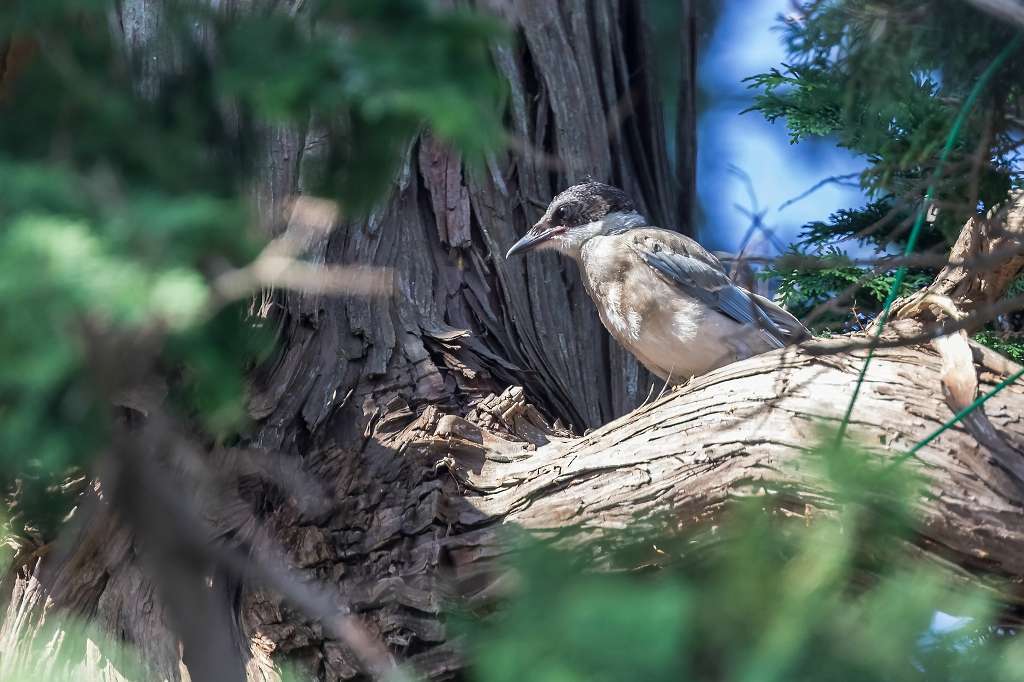 オナガの幼鳥_f0044056_10350419.jpg