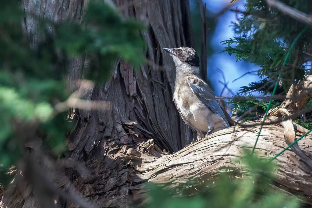 オナガの幼鳥_f0044056_10352295.jpg