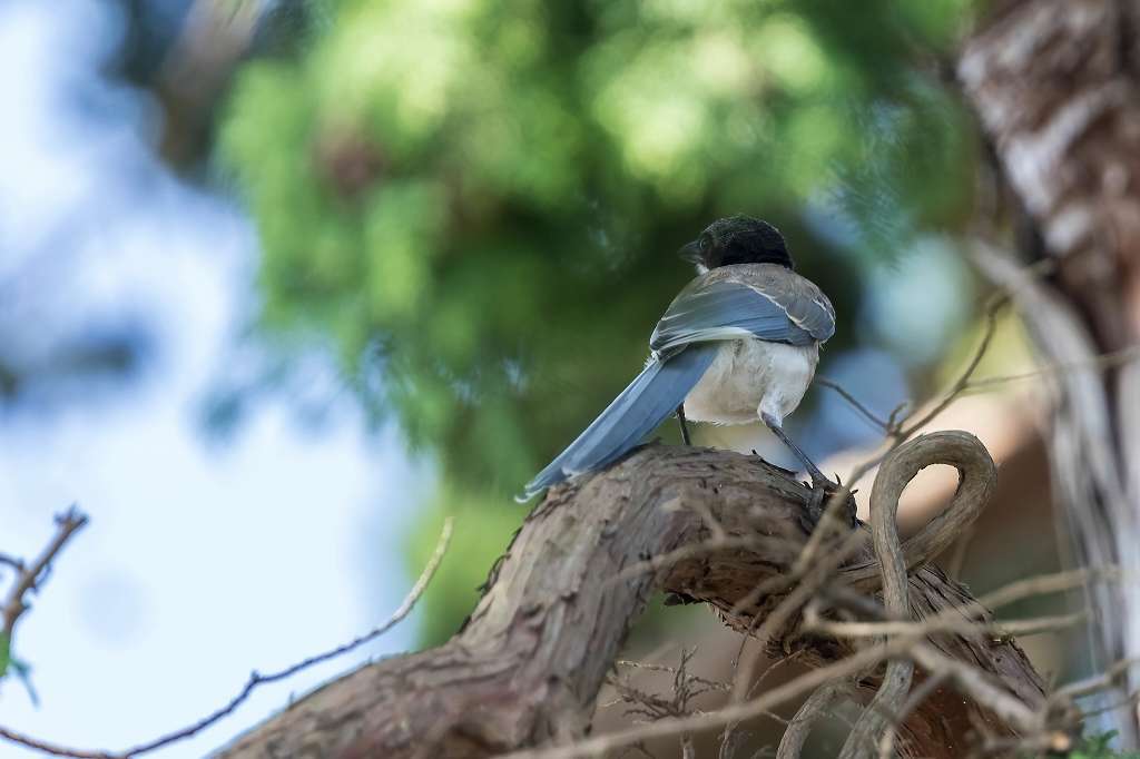 オナガの幼鳥_f0044056_10354419.jpg