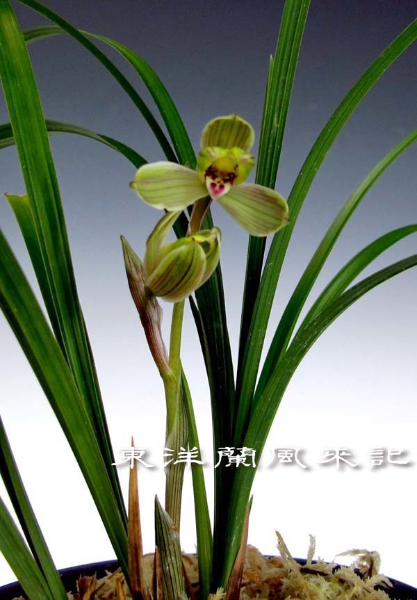 T*T様 山野草・東洋蘭・春蘭(新潟県産春蘭紫奇花) 寒蘭 ◇ 日向の誉 花付 ◇ 春蘭 富貴蘭 山野草