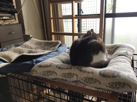 ブロードライン失敗 ねこ結び３