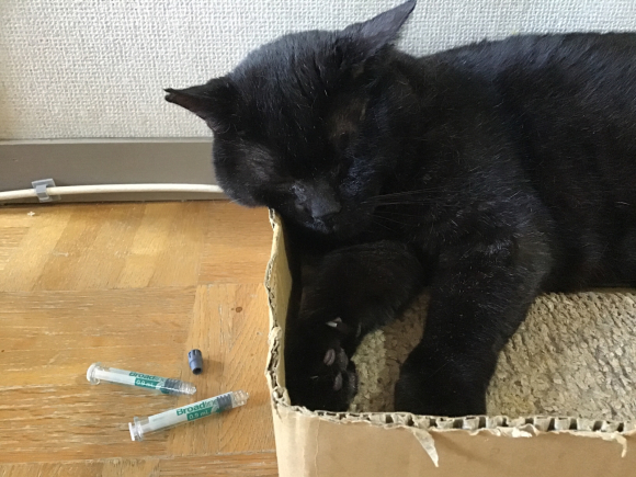 ブロードライン失敗 ねこ結び３