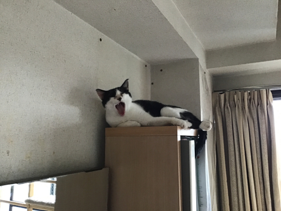 ブロードライン失敗 ねこ結び３