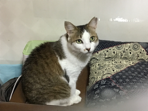 ブロードライン失敗 ねこ結び３