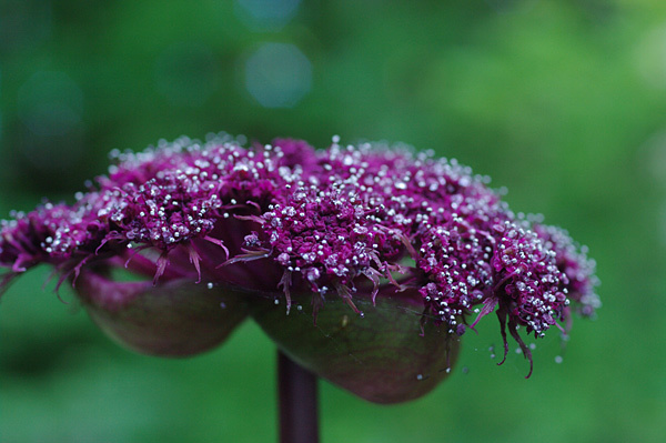 アンジェリカ ギガス 花日記