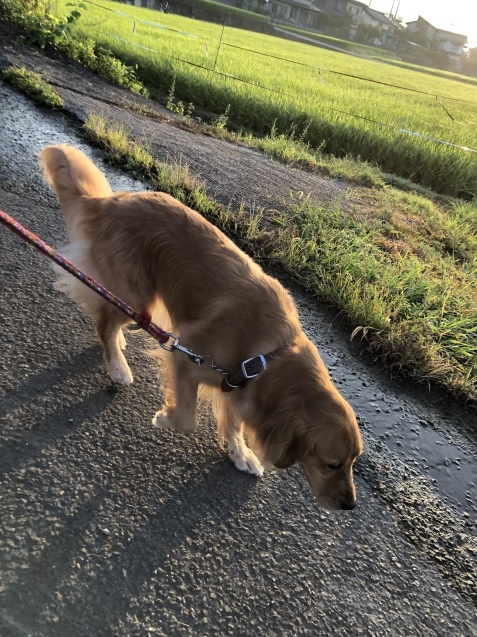 去りゆく夏休み。_a0394574_08595692.jpeg