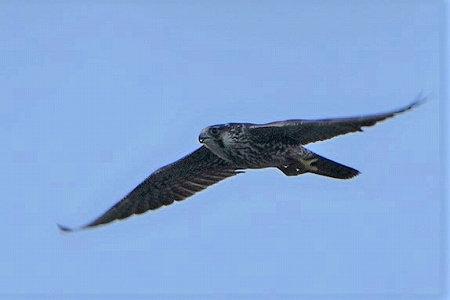 ★クサシギ飛来・・・先週末の鳥類園(2020.8.22~23)_e0046474_10515282.jpg