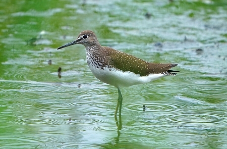 ★クサシギ飛来・・・先週末の鳥類園(2020.8.22~23)_e0046474_10521287.jpg