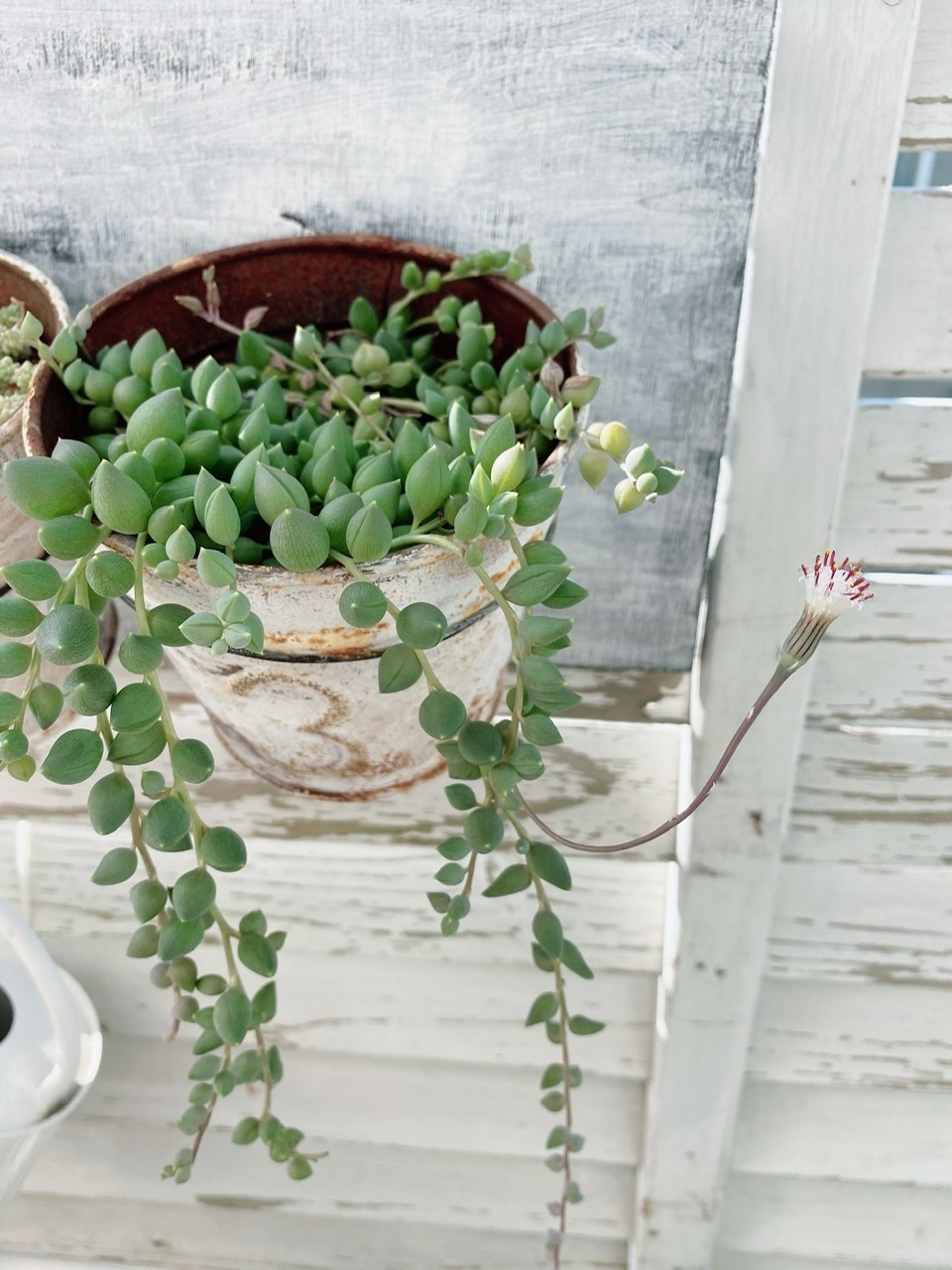 ベランダガーデン 多肉植物 Natural Style