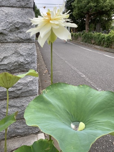 アッパッパできました 好きなものに囲まれて２