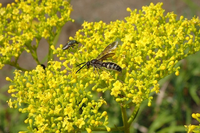 花に集まる虫たち_b0049307_12573041.jpg