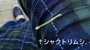 くねくねパズルと書とシャクトリムシ_f0162908_18424965.jpg