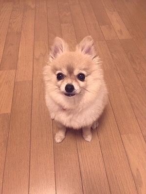 ひらり_f0249610_13111605.jpg