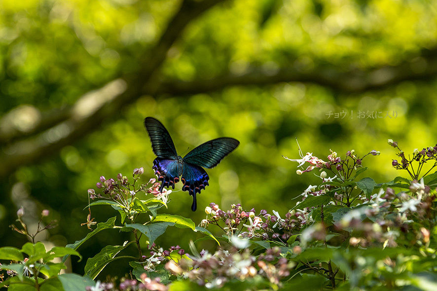 残暑の中のミヤマカラスアゲハ_b0315912_01354513.jpg