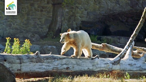 オランダ レネンのアウヴェハンス動物園のユカ Yuka が生後9ヶ月となる Polarbearology Conjectaneum オランダ レネンのアウヴェハンス動物園のユカ Yuka が生後9ヶ月となる Polarbearology Conjectaneum