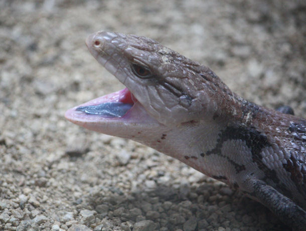 懐かし写真 青舌 Puppet To Reptiles