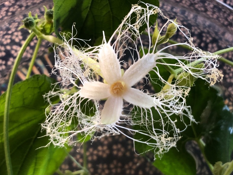 カラスウリの花 風のとおる家から カラスウリの花 風のとおる家から