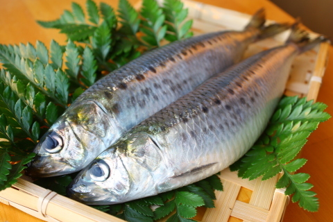 魚たち!みんなどこへ行った? 8月27日_f0113639_15355088.jpg