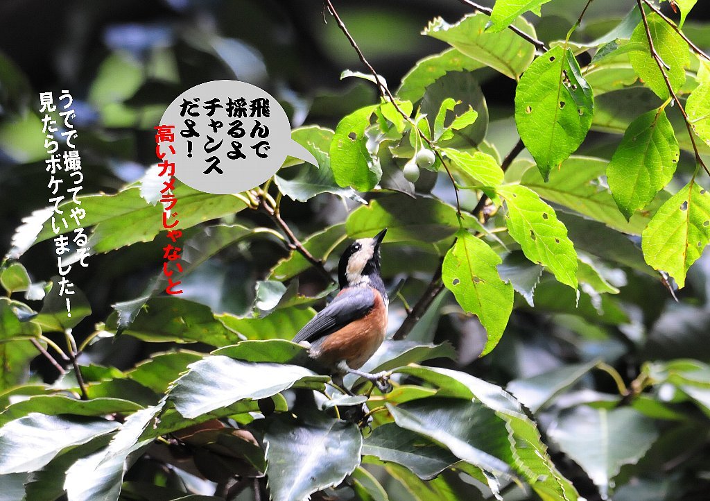 天気は不安定でも雨は降らずでも蒸し暑い！_b0404848_15274770.jpg